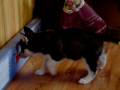 videos de Husky Puppy white & black male on Bubble x Checkers (movie2)