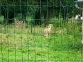 quand le guépard perd de sa superbe...