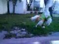 videos de pirulita enojada en pijamas