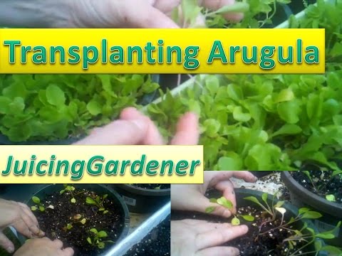 how to transplant arugula