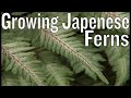 Growing Japanese Ferns