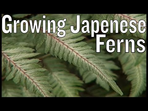 how to fertilize outdoor ferns