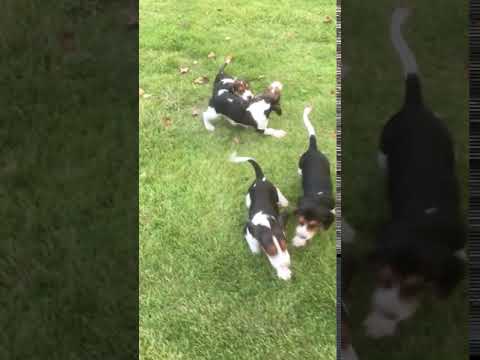 Treeing Walker Pups 8 weeks