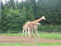 Giraffes fighting and Ostrich vs Emu