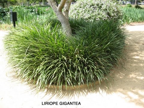 gigantea - Liriope gigantea - Giant Lily-Turf is an evergreen, ornamental grass, hardy to 0 F. It is tolerant of tree roots and shade. It has an attractive purple flowe...