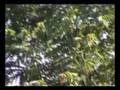 videos de Hoolock Gibbons