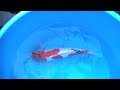 20081228 Beautiful Nishikigoi / Koi 1 20081228 Beautiful Nishikigoi / Koi 1