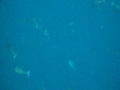 Cocoa Island 15-9-2009 1120b Black Surgeonfish