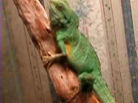 Slurms the Water Dragon Performing ...
