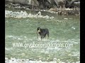 Dog Catches Fish