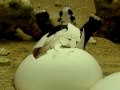 Tortoise - Panda