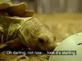 Tortoise - Panda