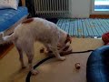 Am�lie et Dog Fighter de Nina Ottosson