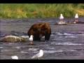 videos de Bear