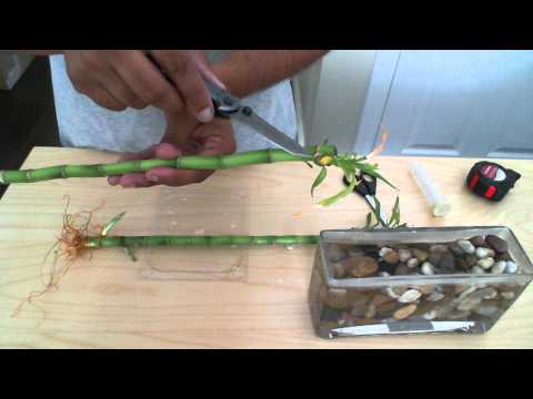 how to grow lucky bamboo