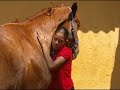 Curso de Verano con Caballos Hipico Tepepan