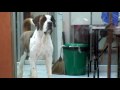 St. Bernard - Why Doesn't Everybody Play with Me?