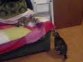 GatteMatte