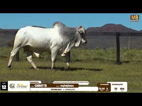 1� LEIL�O PRODU��O FAZENDA ORIENTE