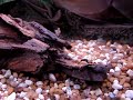 赤ん坊を持つジャッキのdempsey の魚