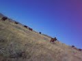 Cow chasing