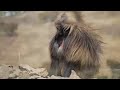 north-ethiopia-the-gelada-baboons-simien-mountains-nationa.html