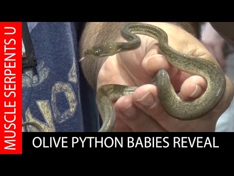 YouTube reptile video