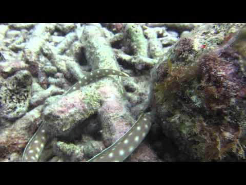 Curaçao Up Close