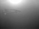 under ice musky under ice musky