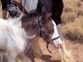 Gypsy Horses Of Hualapai Gypsy Gold