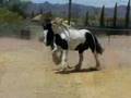 Gypsy Horses Of Hualapai Gypsy Gold