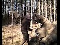 estonia mma: man trains tree