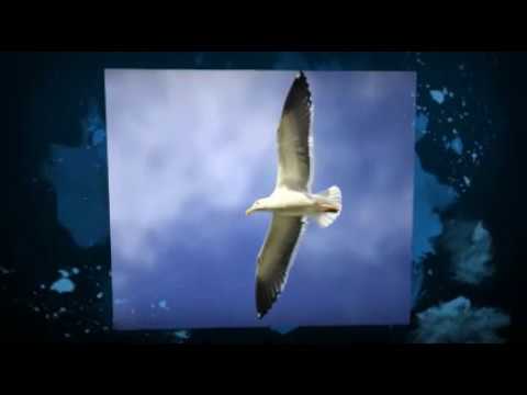 attitude videos - Inspirational Video: Positive Thinking Brings Positive Attitude.