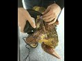 JetCreations' Inflatable Stegasaurus Dinosaur