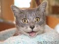 Yay it is caturday! I can has...