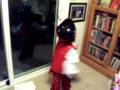 videos de Scurvy Pirate song