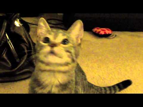 dragomirnet86 - Zat gets down to the beat! Please subscribe and spread the word about this channel! Tags: cat kitten funny cute adorable baby salsa dancing dance surprised k...