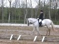 Soberbo entier lusitanien de 9ans