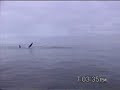 Desde Puerto Piramides sobre el Golfo Nuevo, Provincia del Chubut, Argentina, nos embarcamos para un atardecer de avistaje de ballenas.
