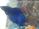Meus Bettas ( my bettas) Fish Rock Meus Bettas ( my bettas) Fish Rock