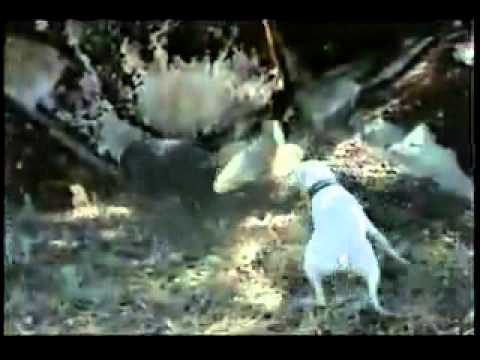 dog argentin