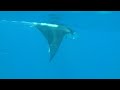 Manta Ray Komandoo Britte Trip Feb 2010 Maldives