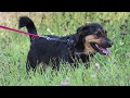 Shimo Mischling sucht neues Zuhause - Pfotenteam