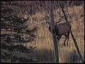 McCarthy Law, Montana Wildlife Minutes