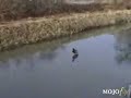 Ducks-Can-t-Land , patos graciosos