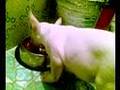 Bull Terrier Miniatura video