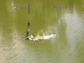 Bungee jump accident with a shark!!