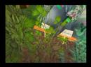 Rosalind Wrigglesworth Loves To Garden!