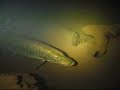 Huge pikes in lake (UW-video)