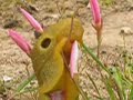 giant  slug eats flower